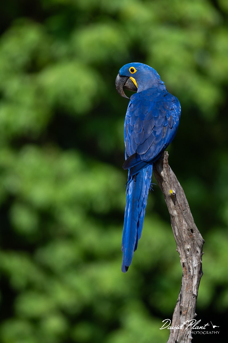 DPPhotography - Pantanal - Hyacinth macaw - J.jpg - Hyacinth macaw - Pantanal, Brazil