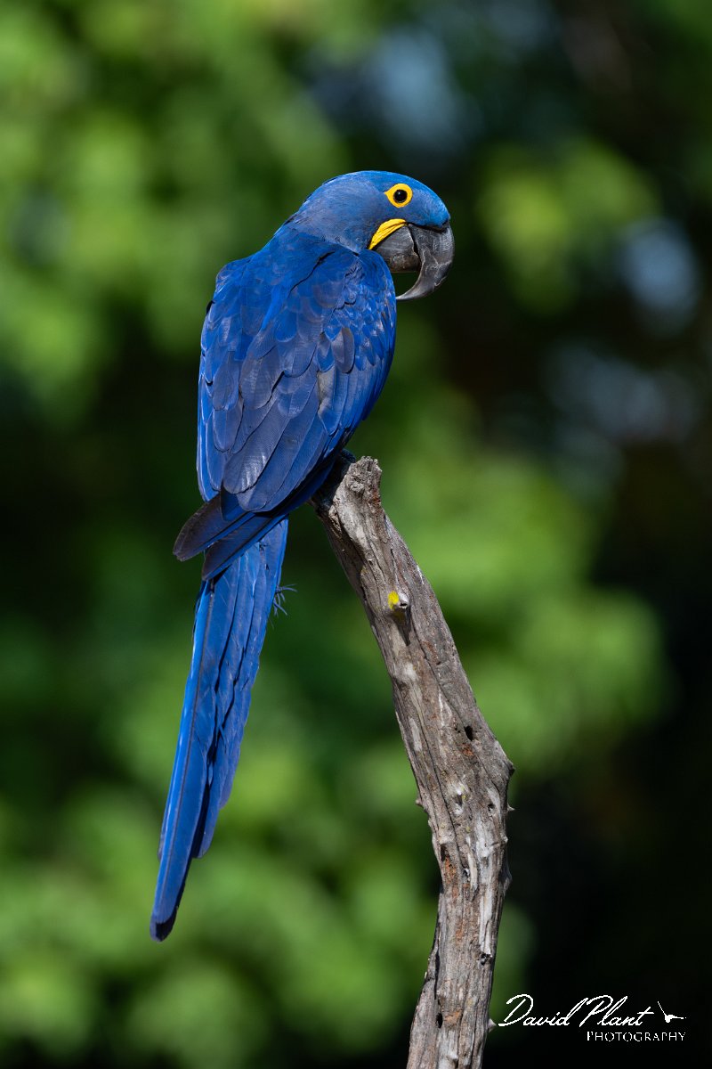 DPPhotography - Pantanal - Hyacinth macaw - K.jpg - Hyacinth macaw - Pantanal, Brazil