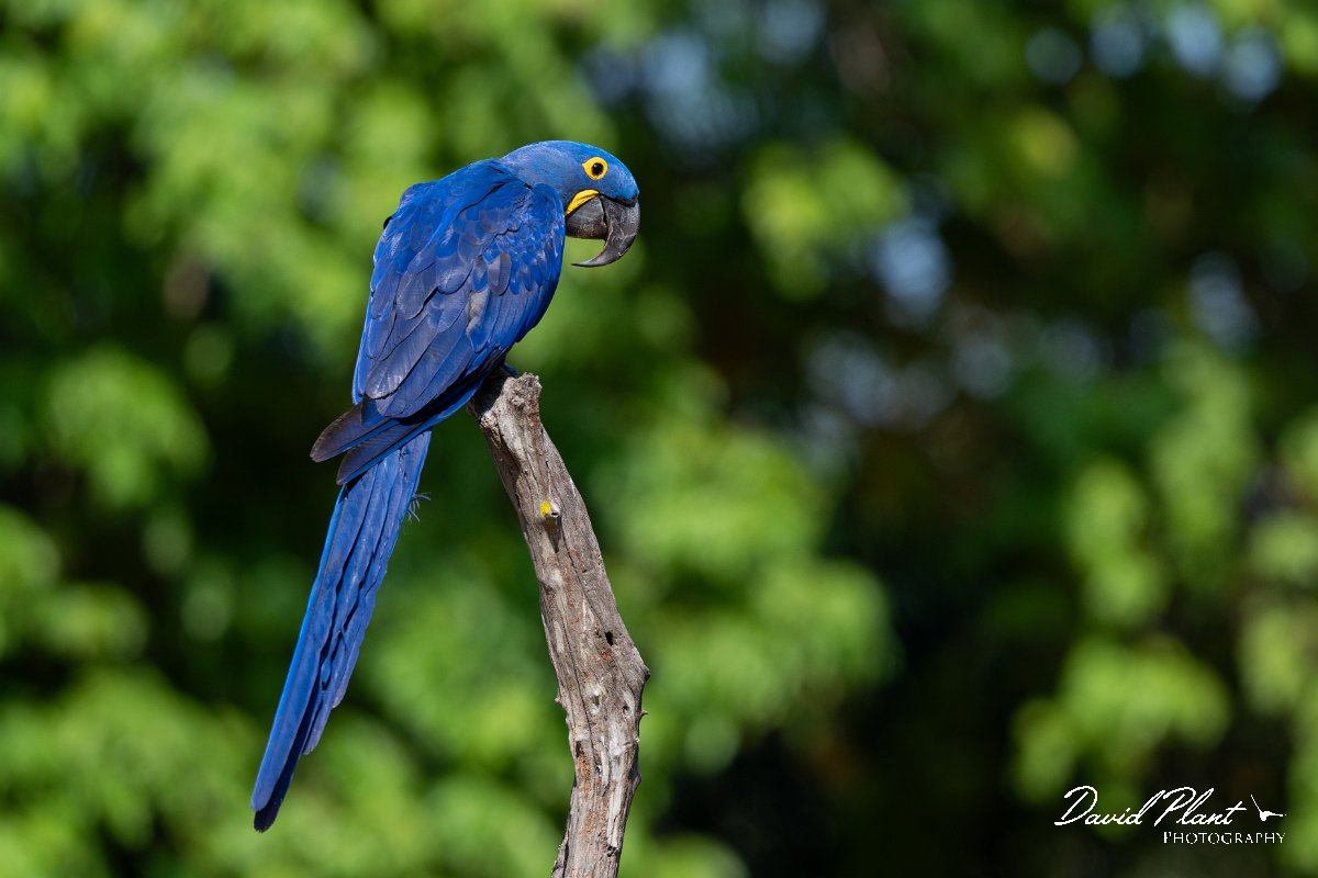 DPPhotography - Pantanal - Hyacinth macaw - L.jpg - Hyacinth macaw - Pantanal, Brazil