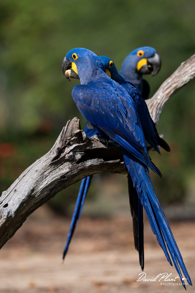DPPhotography - Pantanal - Hyacinth macaw - N.jpg - Hyacinth macaw - Pantanal, Brazil
