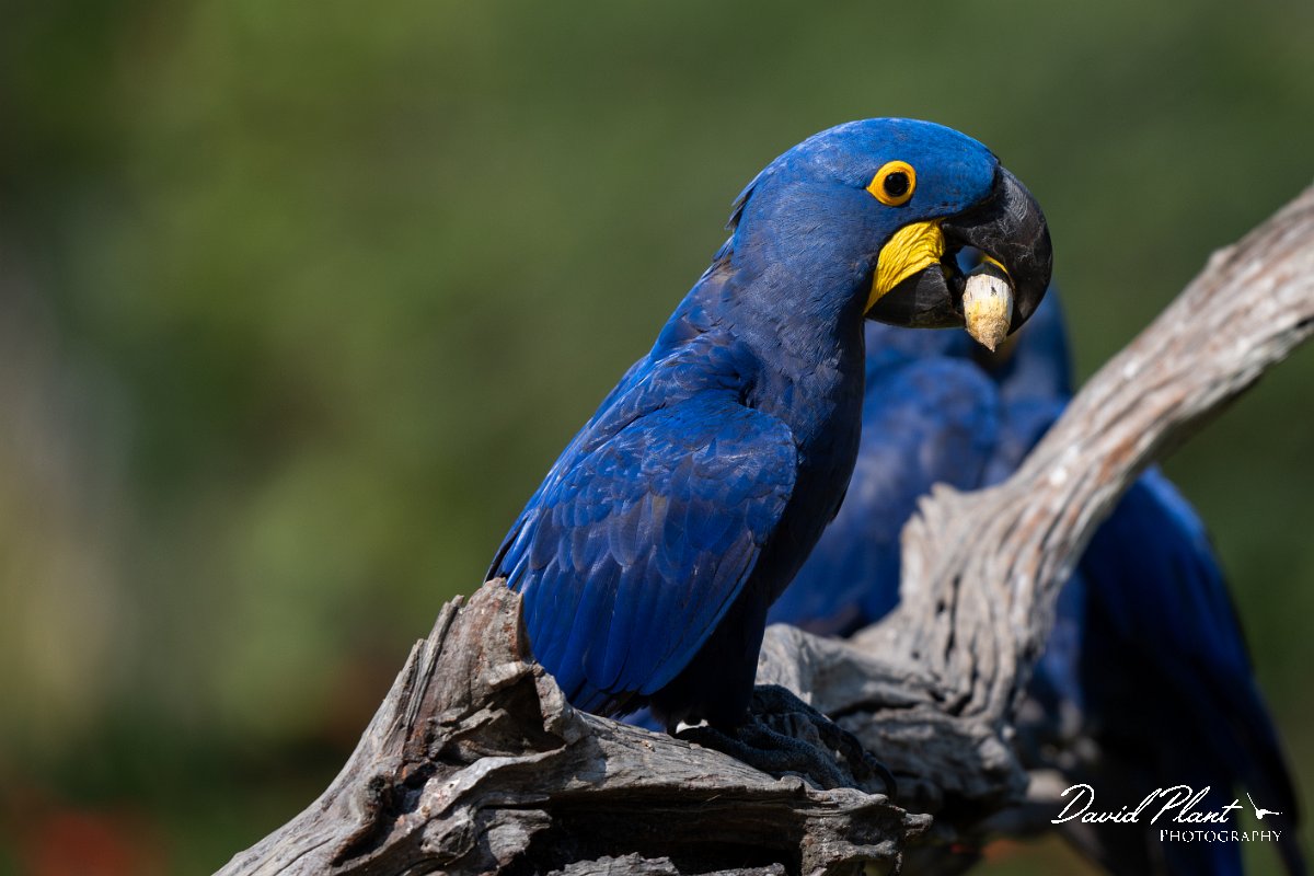DPPhotography - Pantanal - Hyacinth macaw - P.jpg - Hyacinth macaw - Pantanal, Brazil