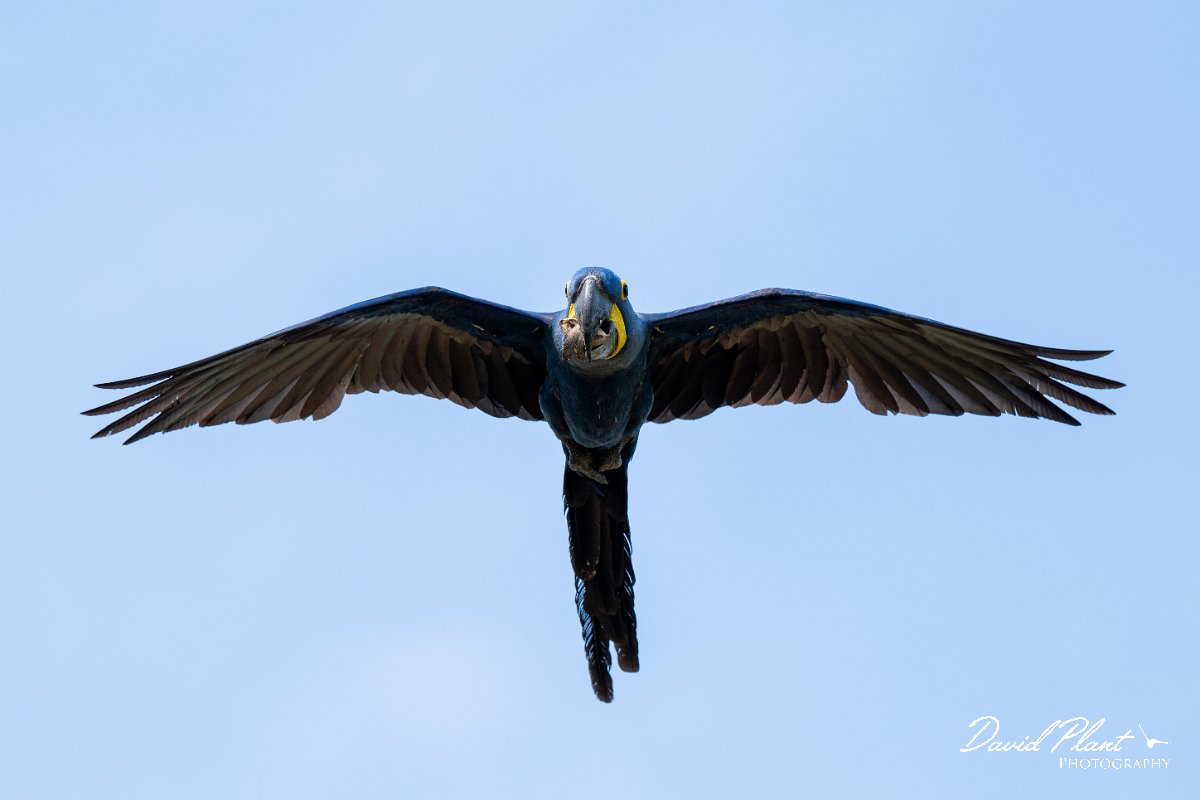 DPPhotography - Pantanal - Hyacinth macaw - S.jpg - Hyacinth macaw - Pantanal, Brazil