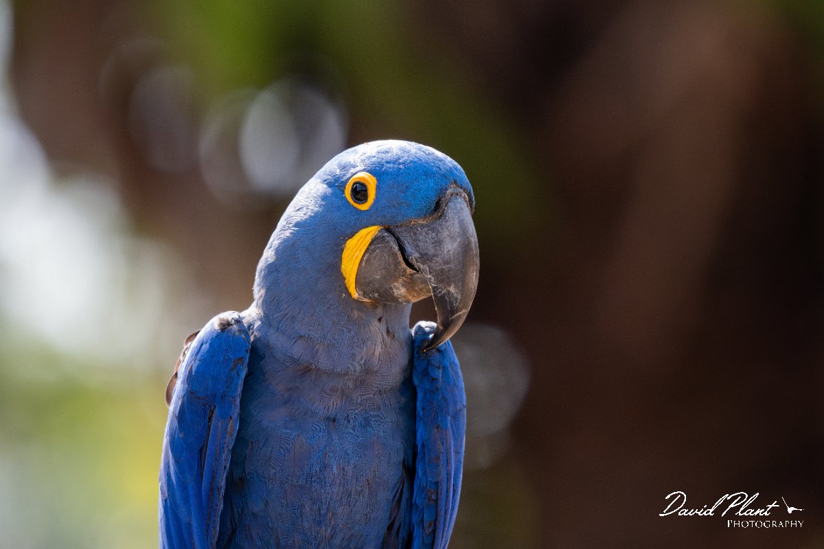 DPPhotography - Pantanal - Hyacinth macaw - T.jpg - Hyacinth macaw - Pantanal, Brazil