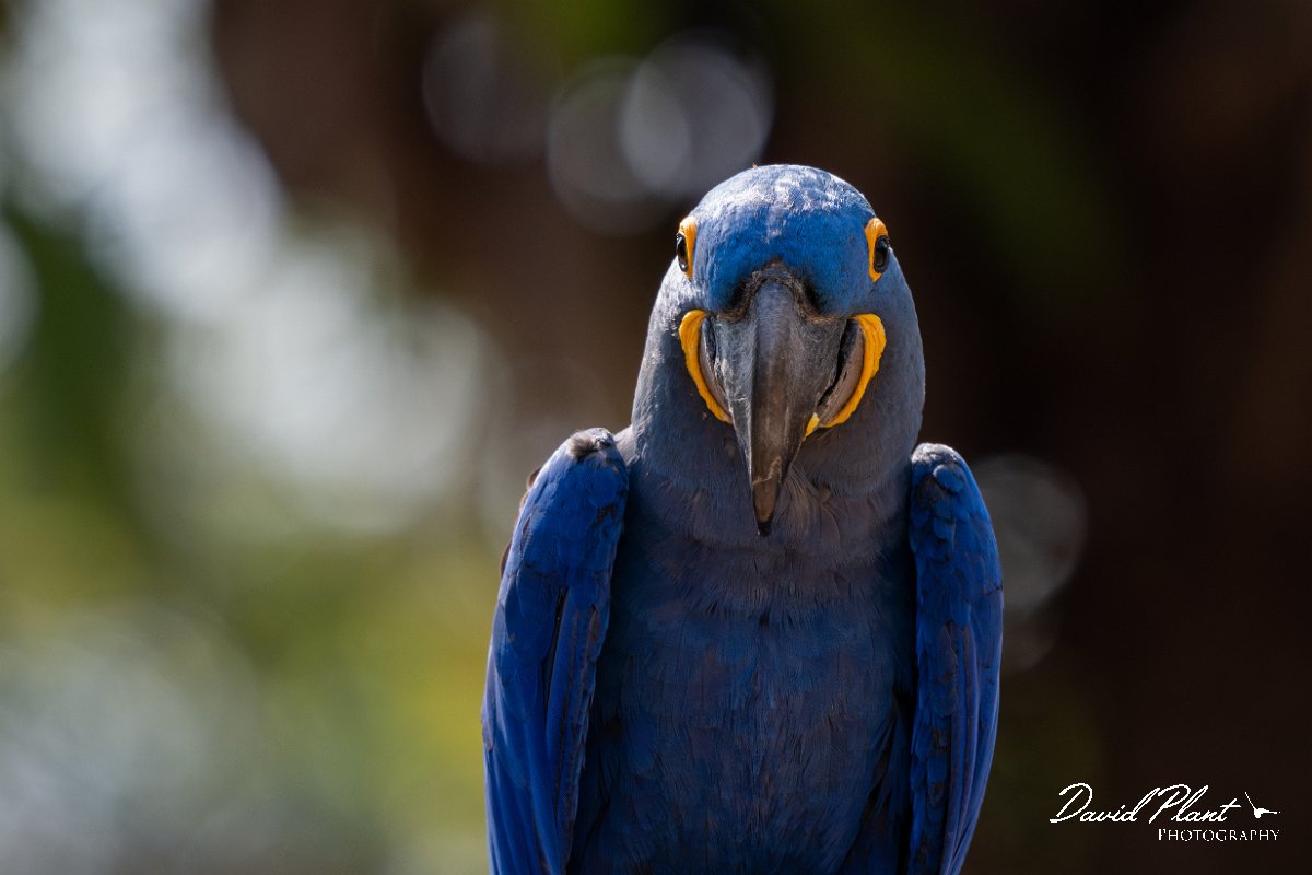 DPPhotography - Pantanal - Hyacinth macaw - U.jpg - Hyacinth macaw - Pantanal, Brazil