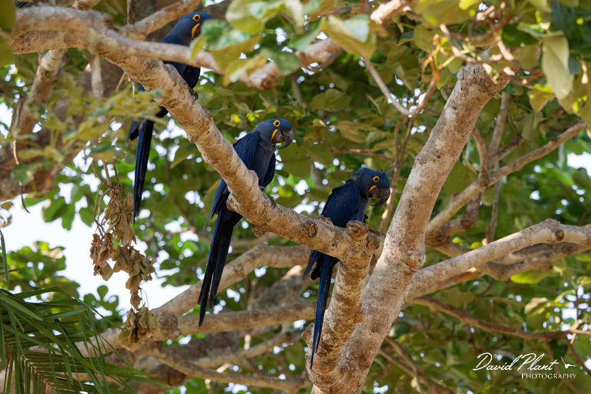 DPPhotography - Pantanal - Hyacinth macaw - W.jpg - Hyacinth macaw - Pantanal, Brazil