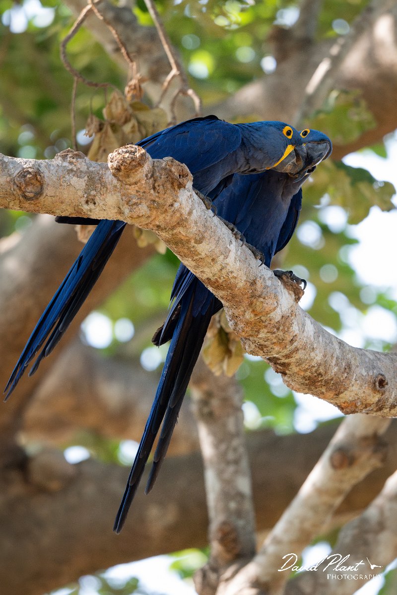 DPPhotography - Pantanal - Hyacinth macaw - Y (2).jpg - Hyacinth macaw - Pantanal, Brazil