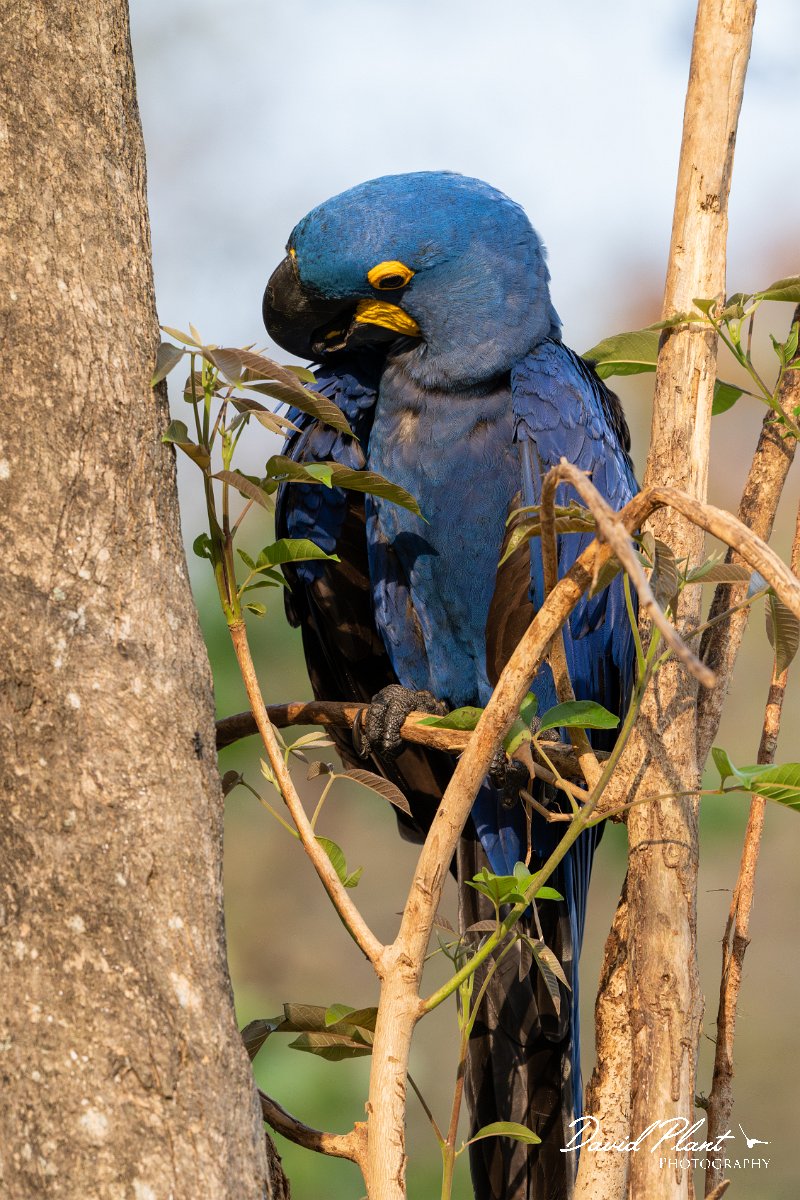 DPPhotography - Pantanal - Hyacinth macaw - Y.jpg - Hyacinth macaw - Pantanal, Brazil