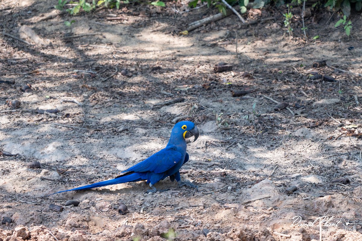 DPPhotography - Pantanal - Hyacinth macaw - Z.jpg - Hyacinth macaw - Pantanal, Brazil