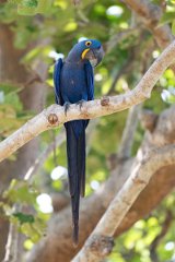 DPPhotography - Pantanal - Hyacinth macaw - A