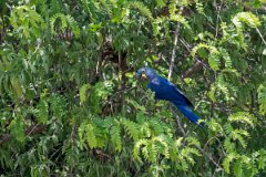 DPPhotography - Pantanal - Hyacinth macaw - AA