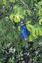 DPPhotography - Pantanal - Hyacinth macaw - AB