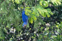 DPPhotography - Pantanal - Hyacinth macaw - AC