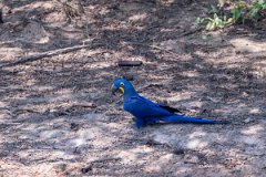 DPPhotography - Pantanal - Hyacinth macaw - AD