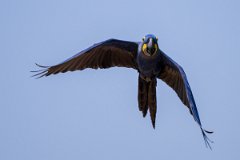 DPPhotography - Pantanal - Hyacinth macaw - AE