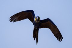 DPPhotography - Pantanal - Hyacinth macaw - AF