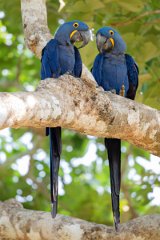 DPPhotography - Pantanal - Hyacinth macaw - C