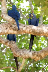 DPPhotography - Pantanal - Hyacinth macaw - E