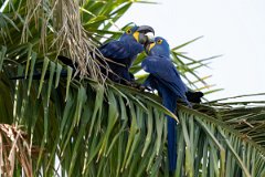 DPPhotography - Pantanal - Hyacinth macaw - G