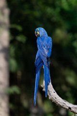 DPPhotography - Pantanal - Hyacinth macaw - H