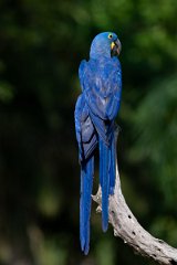 DPPhotography - Pantanal - Hyacinth macaw - I