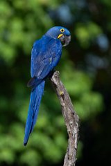 DPPhotography - Pantanal - Hyacinth macaw - K