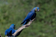DPPhotography - Pantanal - Hyacinth macaw - M