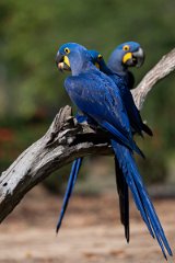 DPPhotography - Pantanal - Hyacinth macaw - N