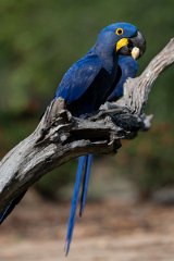 DPPhotography - Pantanal - Hyacinth macaw - O