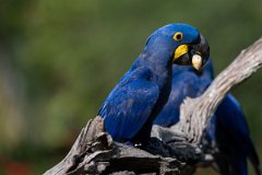 DPPhotography - Pantanal - Hyacinth macaw - P