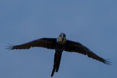 DPPhotography - Pantanal - Hyacinth macaw - Q