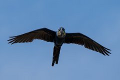 DPPhotography - Pantanal - Hyacinth macaw - R