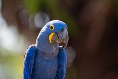 DPPhotography - Pantanal - Hyacinth macaw - T