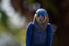 DPPhotography - Pantanal - Hyacinth macaw - U