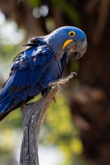 DPPhotography - Pantanal - Hyacinth macaw - V