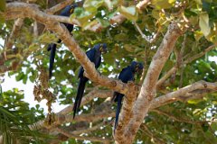 DPPhotography - Pantanal - Hyacinth macaw - W
