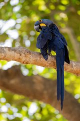 DPPhotography - Pantanal - Hyacinth macaw - X