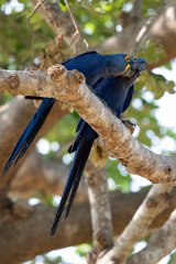 DPPhotography - Pantanal - Hyacinth macaw - Y (2)