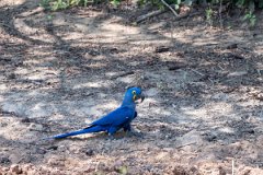 DPPhotography - Pantanal - Hyacinth macaw - Z