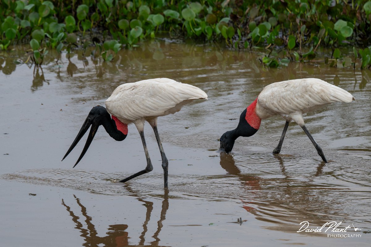 AD.jpg - Jabiru - Transpantaneira, Brazil