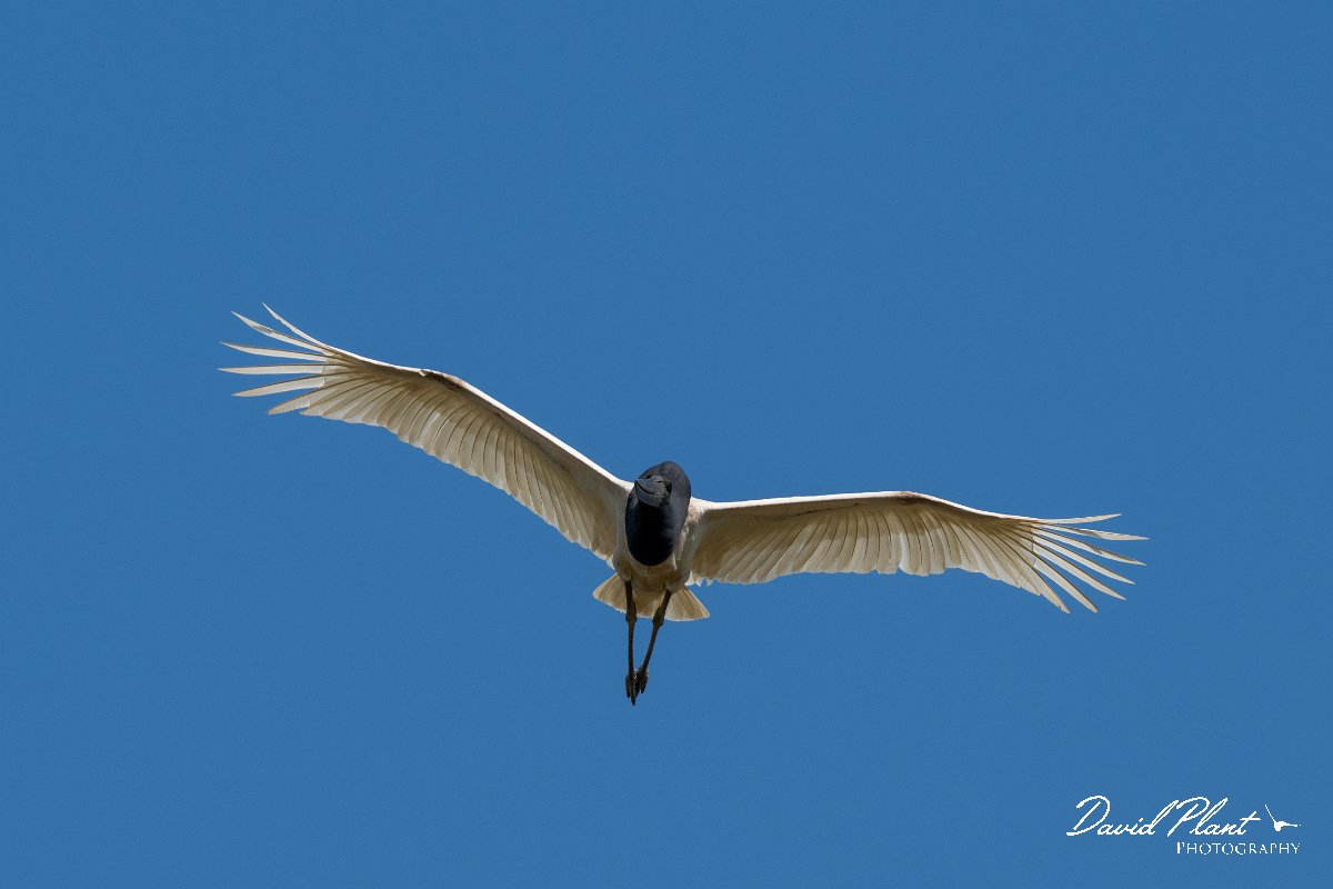DPPhotography - Pantanal - Jabiru - AA.jpg - Jabiru - Pantanal, Brazil