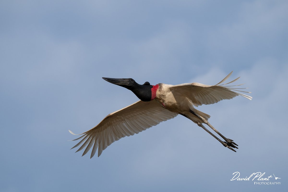 DPPhotography - Pantanal - Jabiru - B.jpg - Jabiru - Pantanal, Brazil