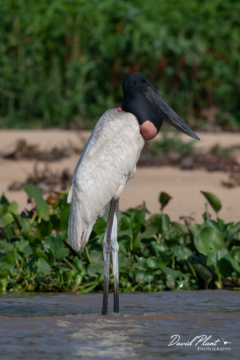 DPPhotography - Pantanal - Jabiru - C.jpg - Jabiru - Rio São Lourenço, Pantanal, Brazil