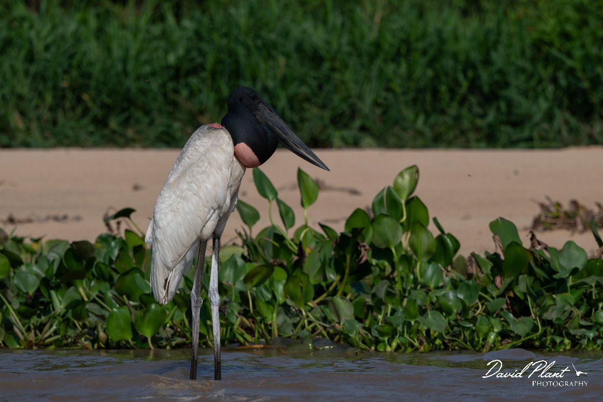 DPPhotography - Pantanal - Jabiru - D.jpg - Jabiru - Rio São Lourenço, Pantanal, Brazil