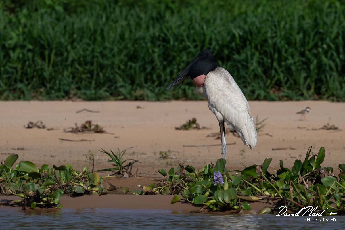 DPPhotography - Pantanal - Jabiru - E.jpg - Jabiru - Rio São Lourenço, Pantanal, Brazil