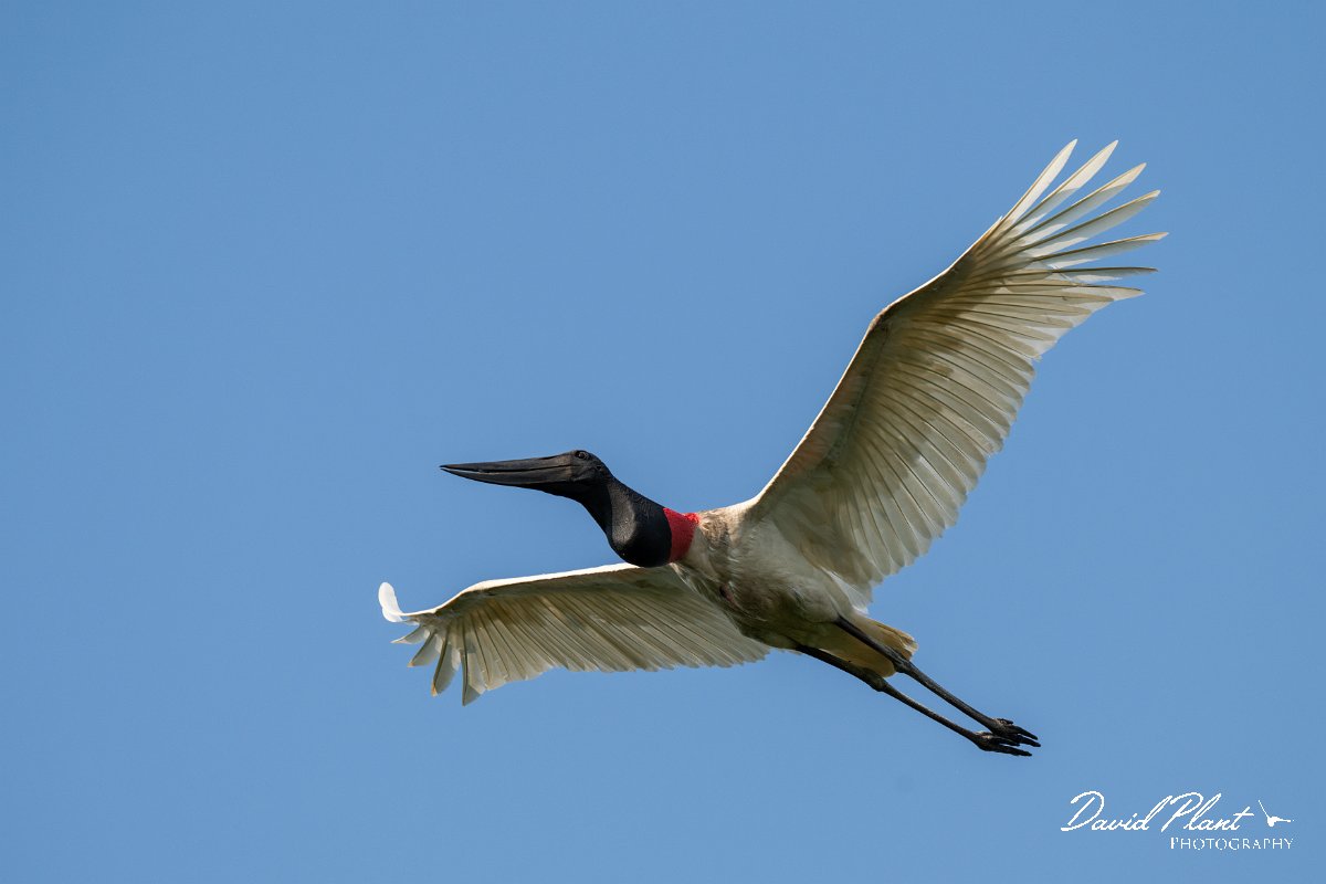 DPPhotography - Pantanal - Jabiru - F.jpg - Jabiru - Pantanal, Brazil