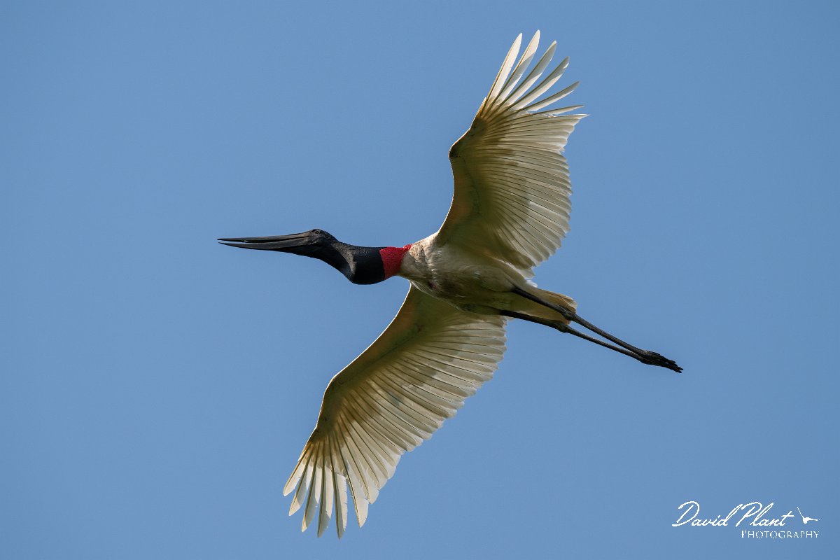 DPPhotography - Pantanal - Jabiru - G.jpg - Jabiru - Pantanal, Brazil