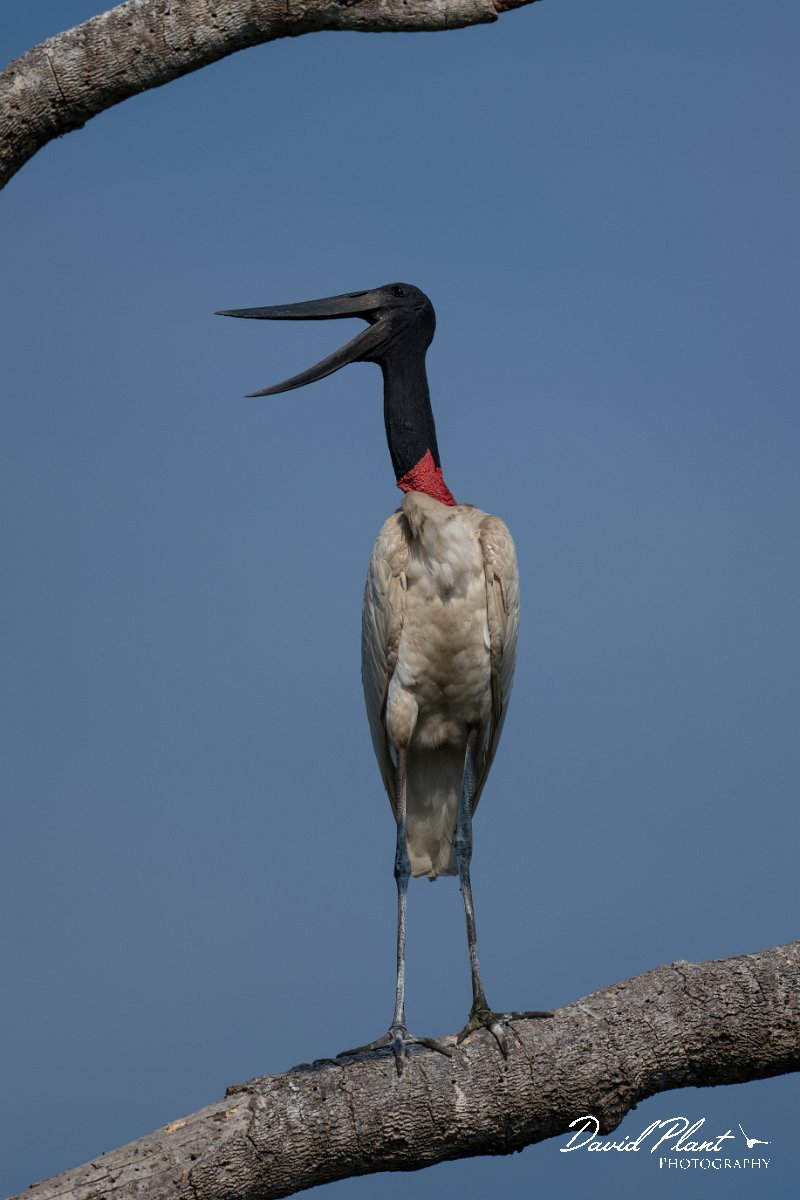 DPPhotography - Pantanal - Jabiru - H.jpg - Jabiru - Pantanal, Brazil
