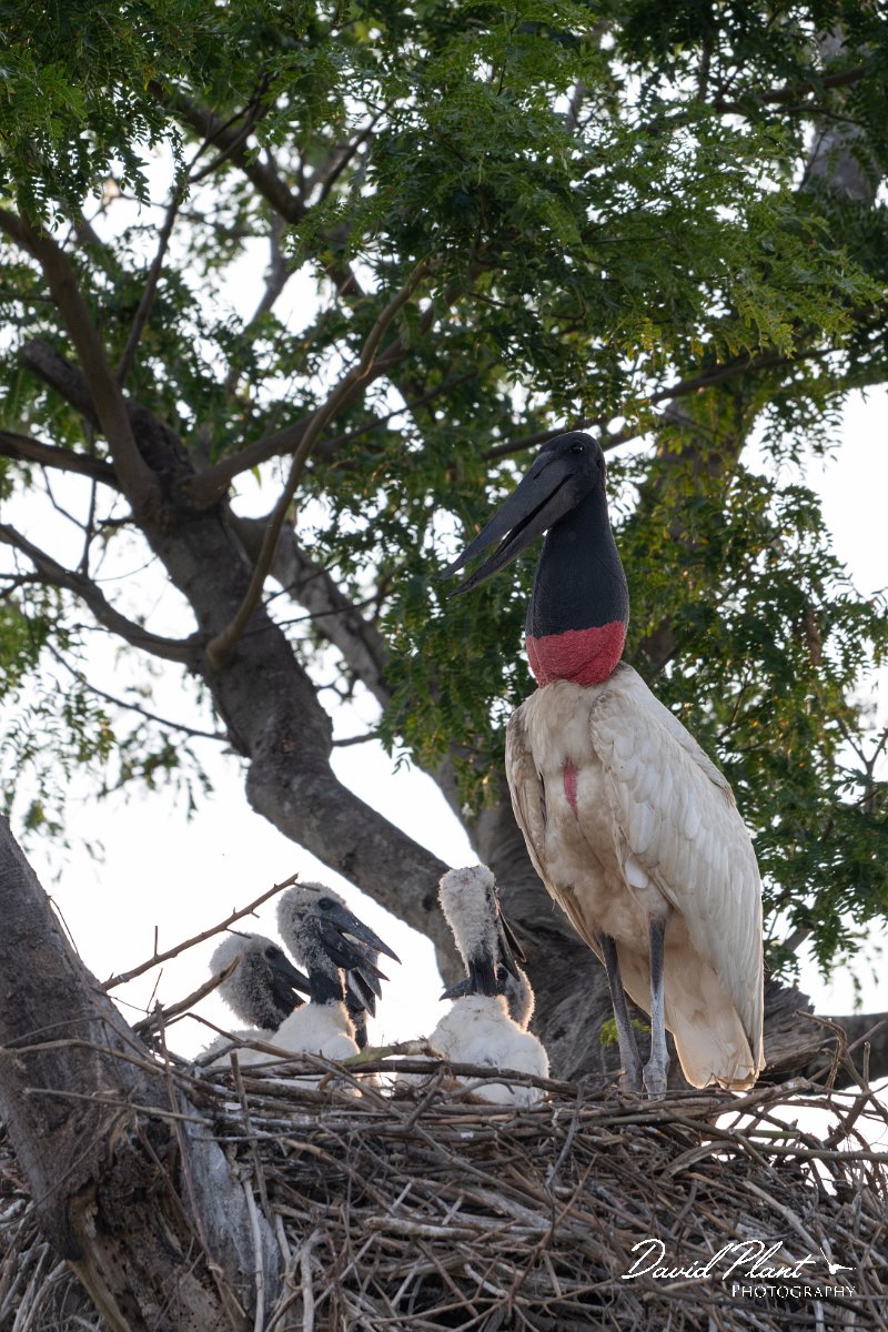 DPPhotography - Pantanal - Jabiru - J.jpg - Jabiru - Pantanal, Brazil