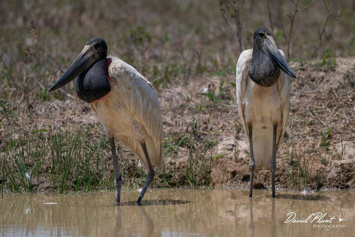 DPPhotography - Pantanal - Jabiru - L.jpg - Jabiru - Pantanal, Brazil