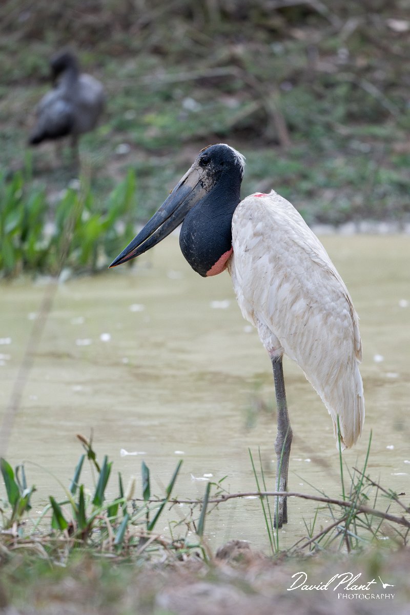 DPPhotography - Pantanal - Jabiru - M.jpg - Jabiru - Pantanal, Brazil